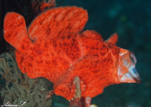 Giant Frogfish in the mid-yawn by Adriana Simeonova 